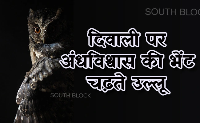 Owl Life Sacrifice on Diwali