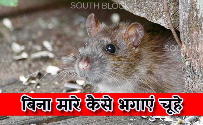 Rat blog image