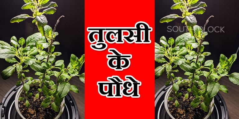tulshi ka paudha