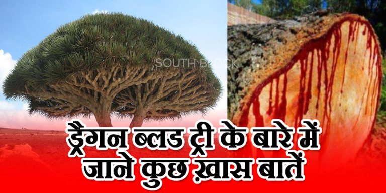 ड्रैगन ब्लड ट्री के बारे में जाने कुछ ख़ास बातें