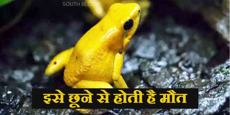 Golden Poison Frog