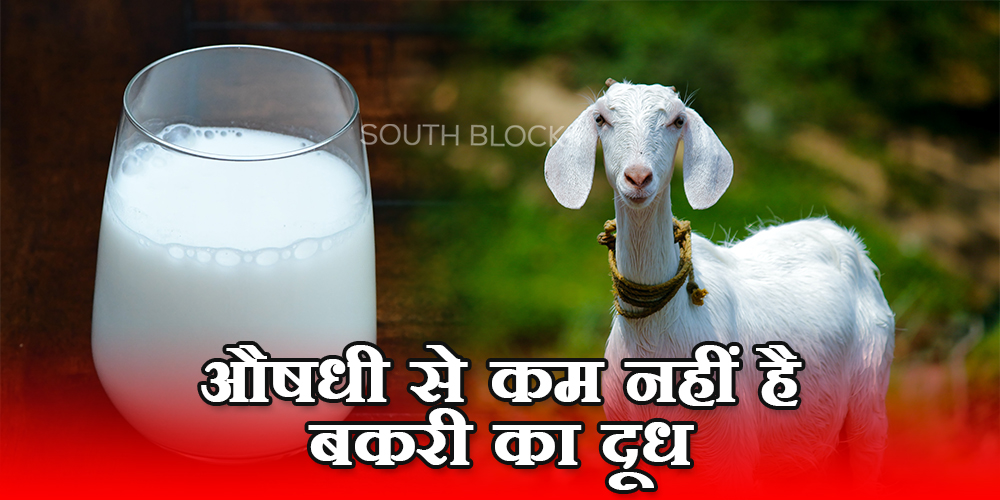 Goat Milk :