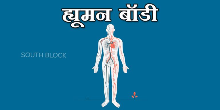 human body