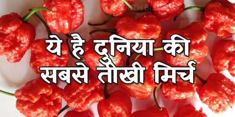 जानिए कितनी घरेलू प्रजातियां है मिर्च की, शोध में आया सामने…