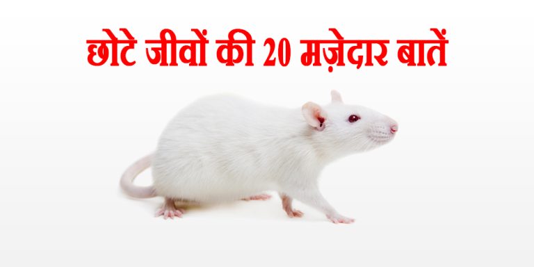 छोटे जीवों की 20 मज़ेदार बातें !