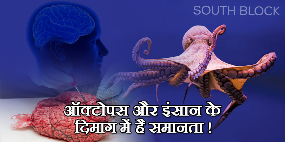 Octopus brain study