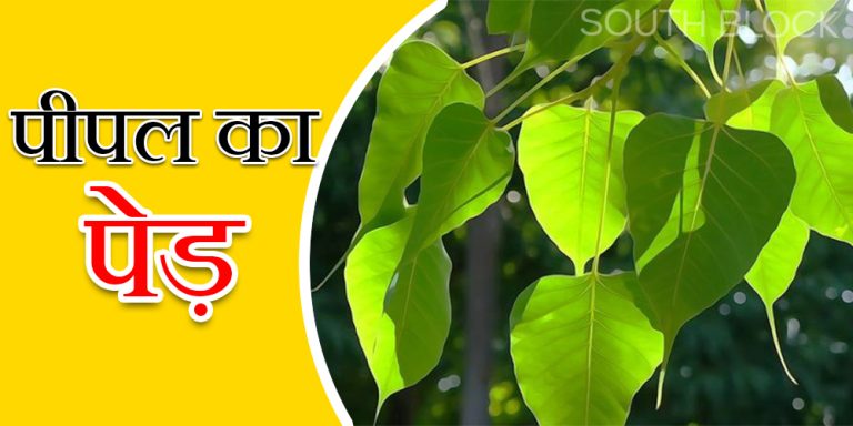 Peepal Tree