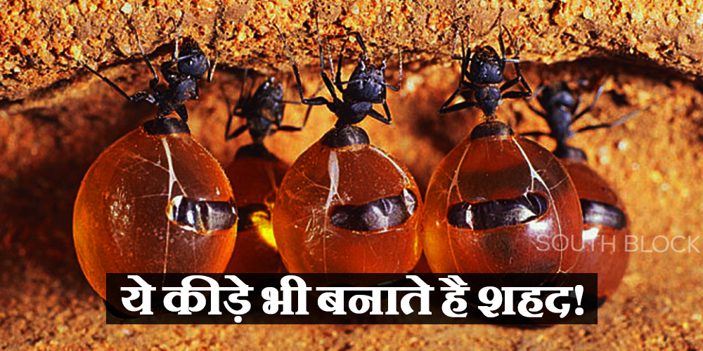 honeypot ants image