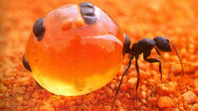 honeypot ants image