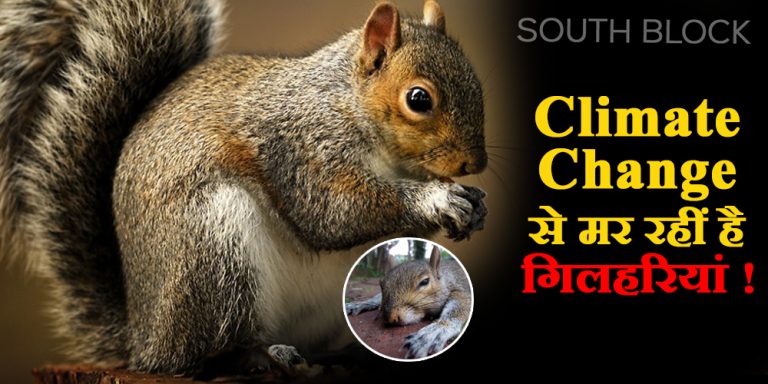 Climate Change effect Squirrels