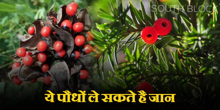 Poisonous Plants
