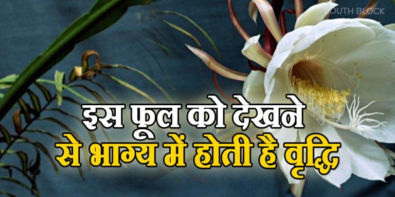 Brahma Kamal