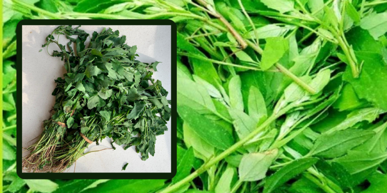 Bathua Leaves Side Effects