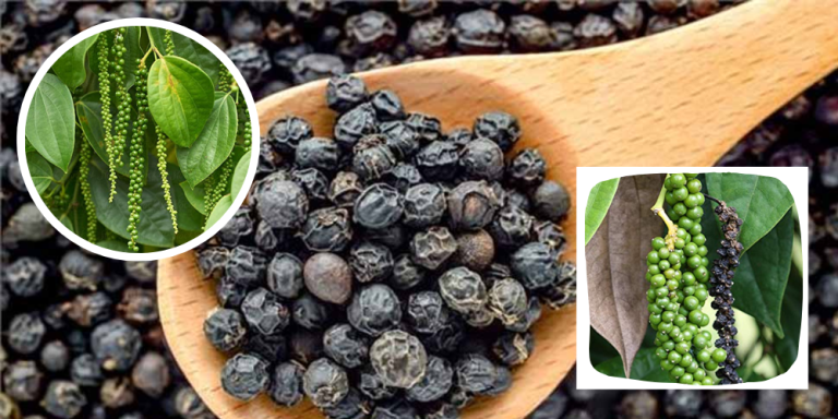 Black Pepper Benefits