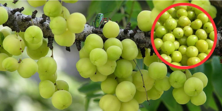 Indian gooseberry Side effects