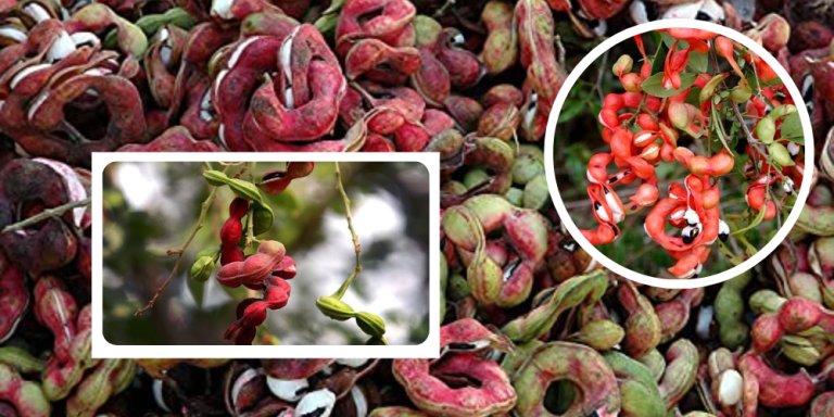 Jungle Jalebi Health Benefits