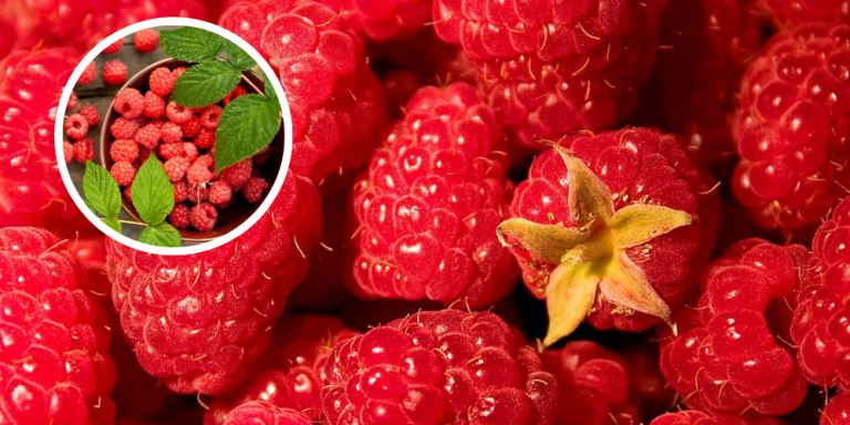 Raspberries Health Benefits
