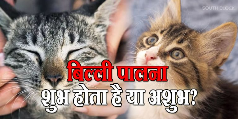 keeping Cat at home is good or bad