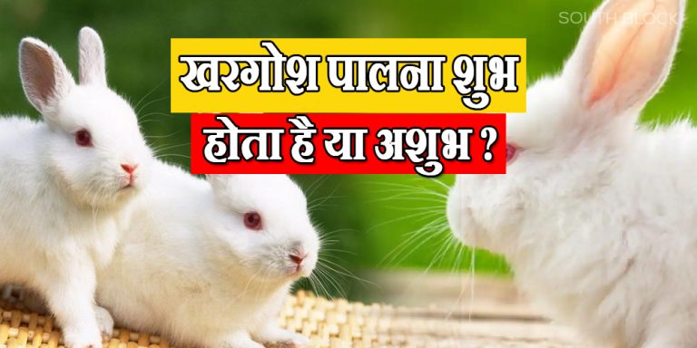 Rabbit Auspicious-Inauspicious Signs