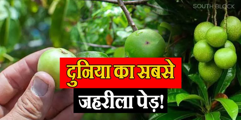 World's Most Poisonous Tree Manchineel