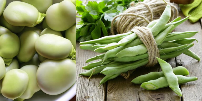 Fava Beans Health Benefits