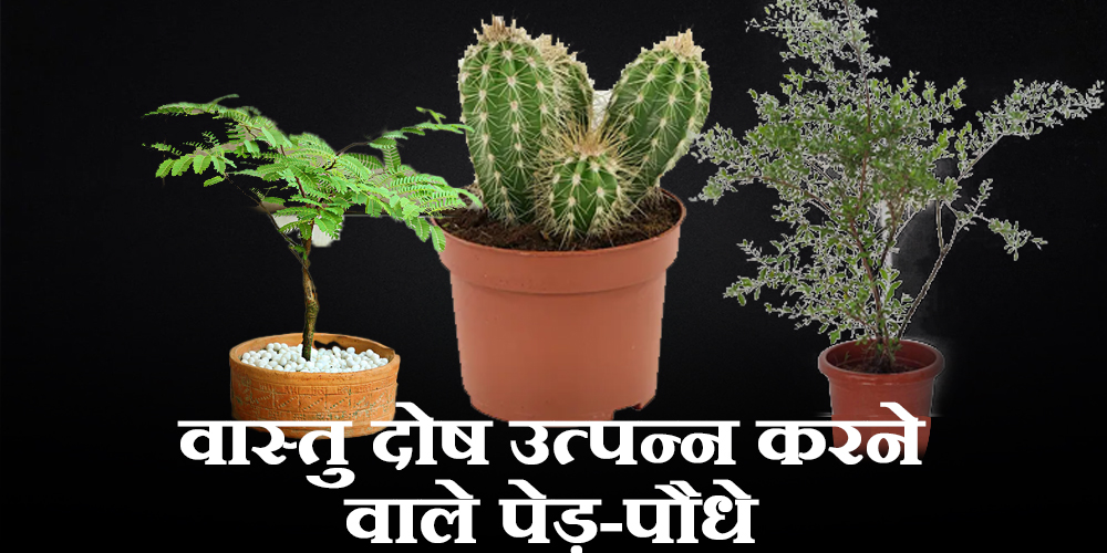 Bad Luck Plants for Home