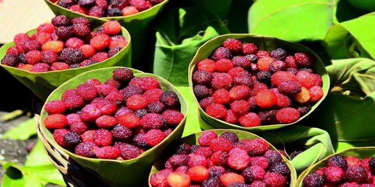 Myrica esculenta Benefits