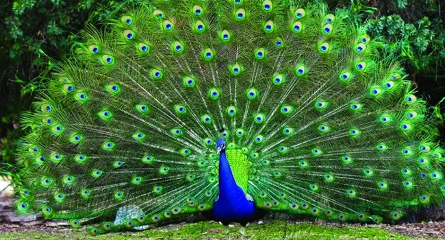 World most beautiful birds 