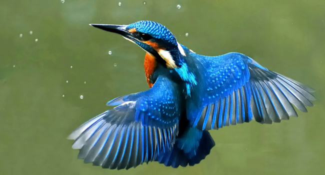 World most beautiful birds 