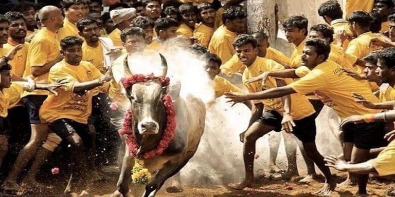 jallikattu