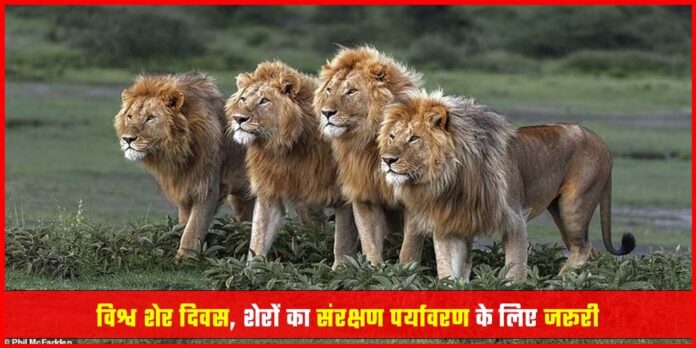 World Lion Day 2024