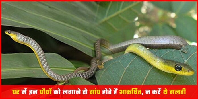 Top 3 Trees Which Attract Snakes