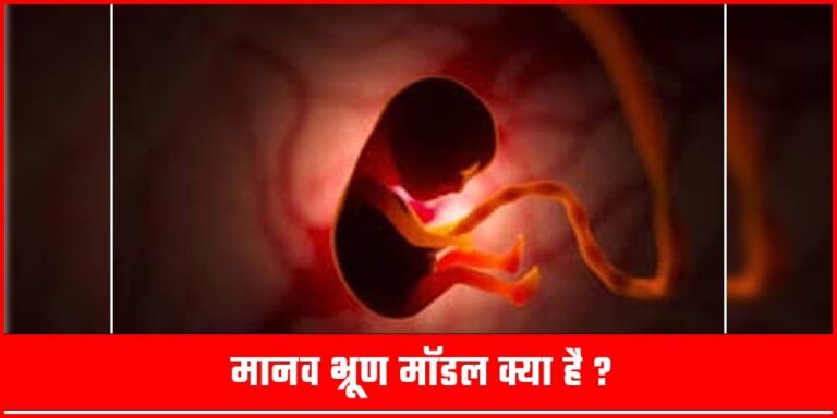 Human Embryo Model
